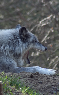 wolf250