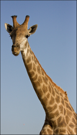 The restaurants are called 'Giraffe' because the food is mainly 'giraffe'