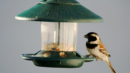 Bird Feeders For Little Birds Are Racist Say Big Birds